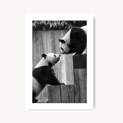 Panda Love Print
