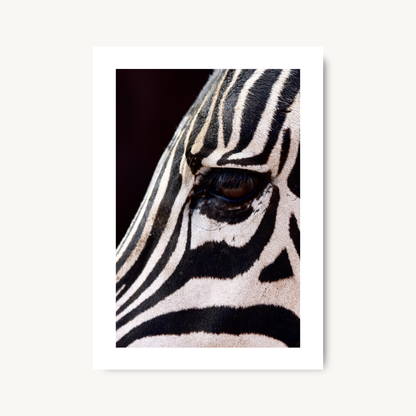 Zebra Close-Up Wall Art Print
