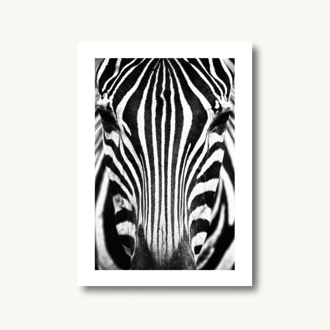 Zebra Portrait Black & White Print