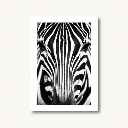 Zebra Portrait Black & White Print