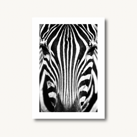 Zebra Portrait Black & White Print