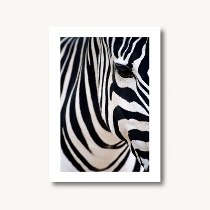 Zebra Close-Up, Black & White Safari Art Print