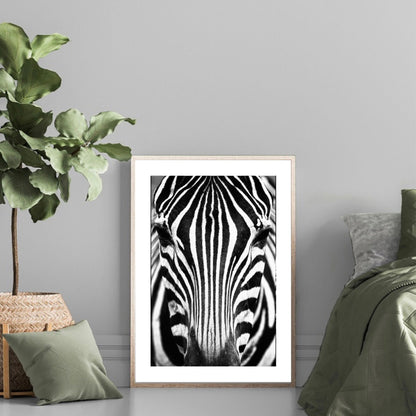 Zebra Portrait Black & White Print