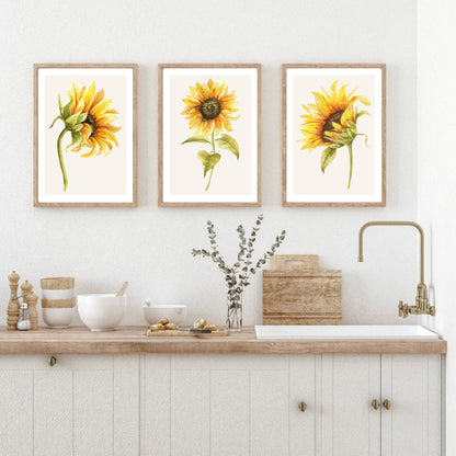Set of 3 Sunflower Botanical Prints